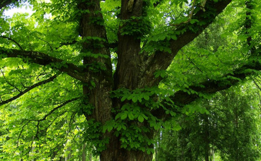 8. Aukštadvario dvaro parko kaštonas.jpg